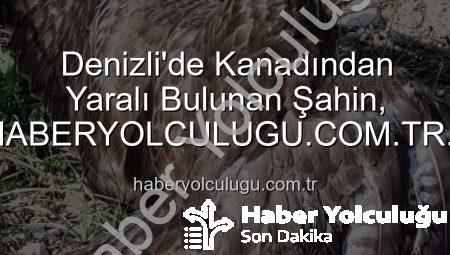 Denizli’de Kanadından Yaralı Bulunan Şahin, HABERYOLCULUGU.COM.TR Aracılığıyla Hayata Tutunuyor