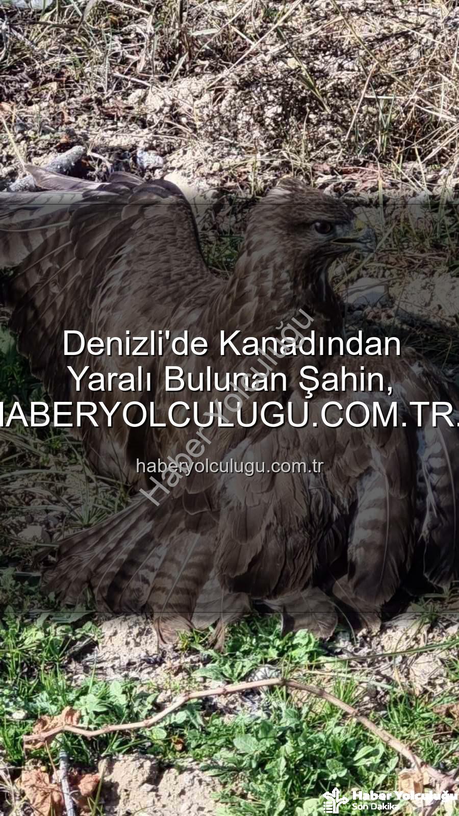 yaralı şahin - Denizli'de Kanadından Yaralı Bulunan Şahin, HABERYOLCULUGU.COM.TR Aracılığıyla Hayata Tutunuyor