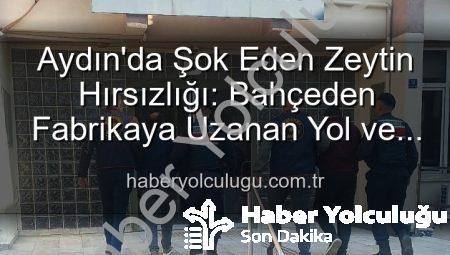 Aydın’da Şok Eden Zeytin Hırsızlığı: Bahçeden Fabrikaya Uzanan Yol ve Gözaltılar