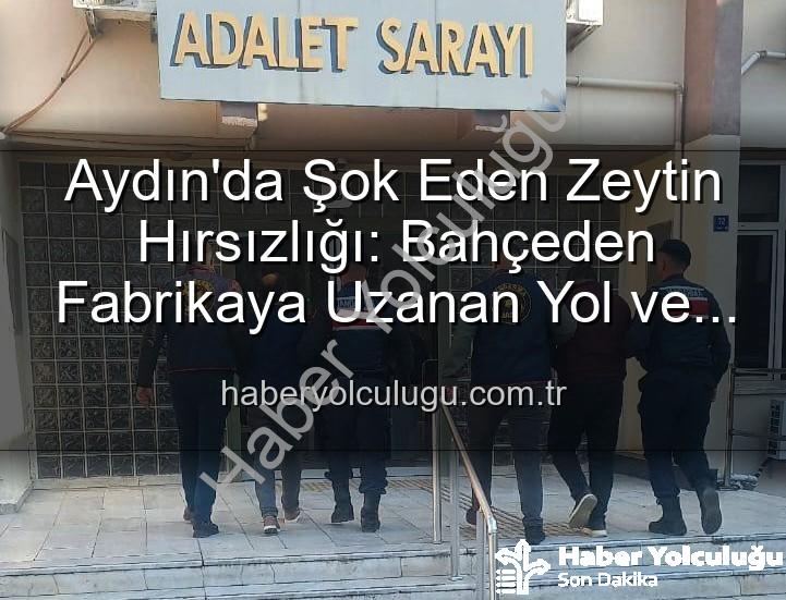zeytin hırsızlığı - Aydın'da Şok Eden Zeytin Hırsızlığı: Bahçeden Fabrikaya Uzanan Yol ve Gözaltılar