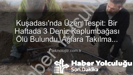 Kuşadası’nda Tüyler Ürperten Kayıp: Bir Haftada 3 Deniz Kaplumbağası Ölü Bulundu