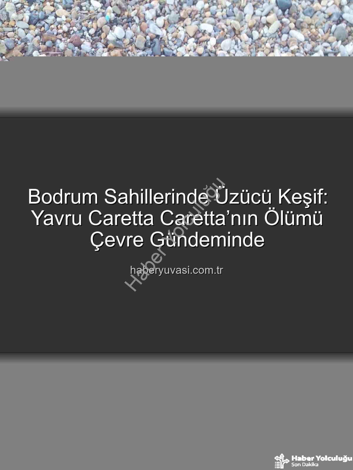 caretta caretta yavrusu - Bodrum Sahillerinde Üzücü Görüntü: Yavru Caretta Caretta Hayatını Kaybetti