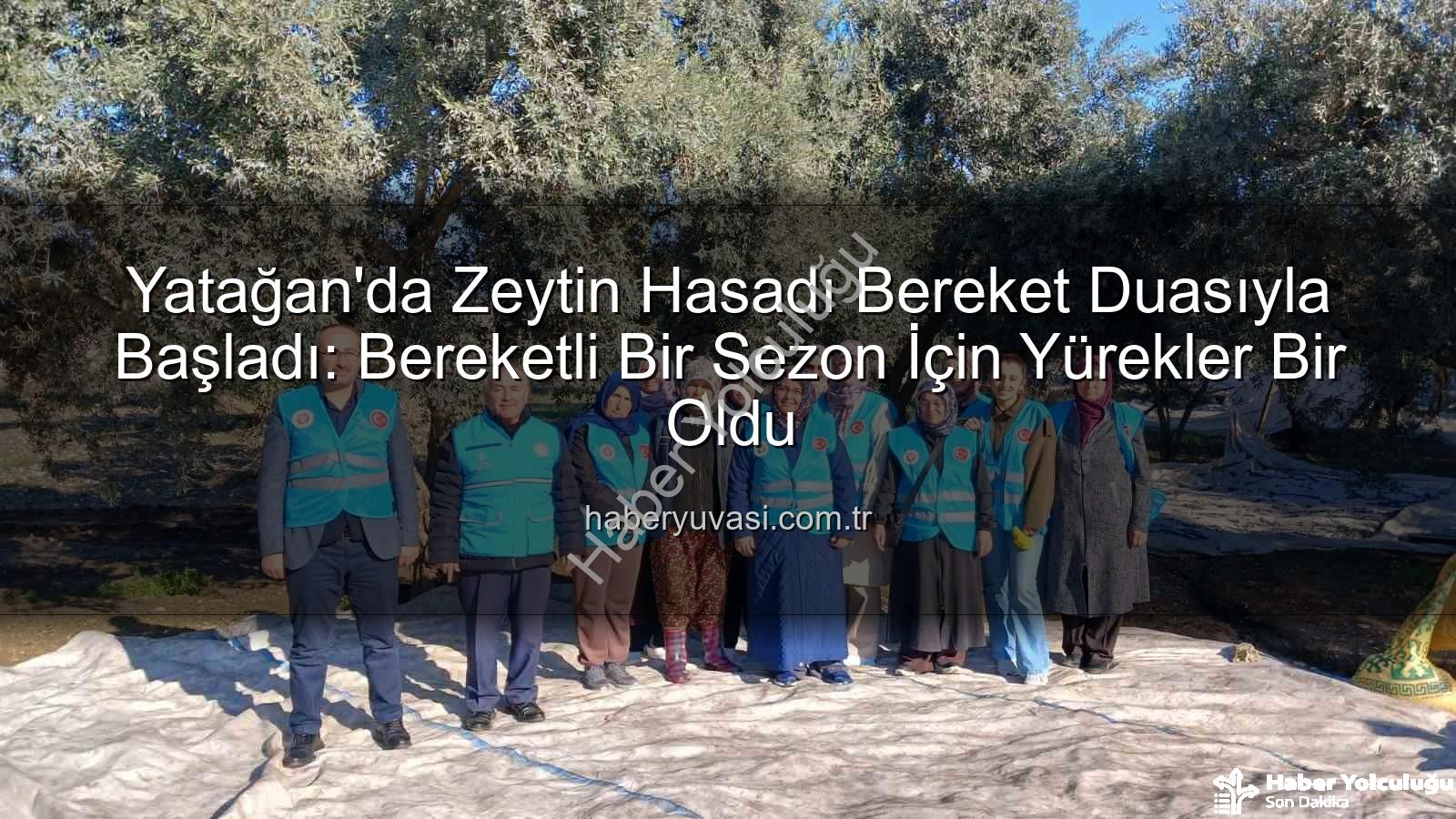 Yatağan zeytin hasadı - Yatağan'da Zeytin Bereketine Dualarla Başlangıç: İlçe Müftülüğü'nden Anlamlı Hasat Programı