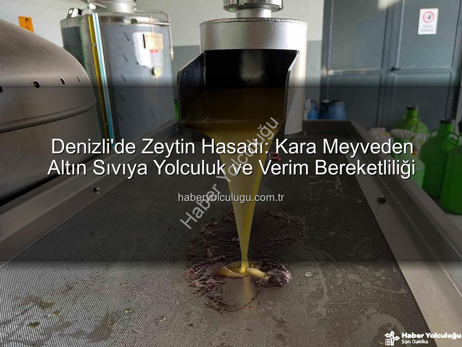 zeytin hasadı - Denizli'de Zeytin Hasadı: Kara Meyveden Altın Sıvıya Yolculuk ve Verim Bereketliliği
