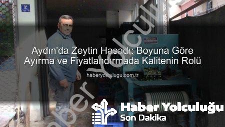 Aydın’da Zeytin Hasadı: Boyuna Göre Ayırma ve Fiyatlandırmada Kalitenin Rolü