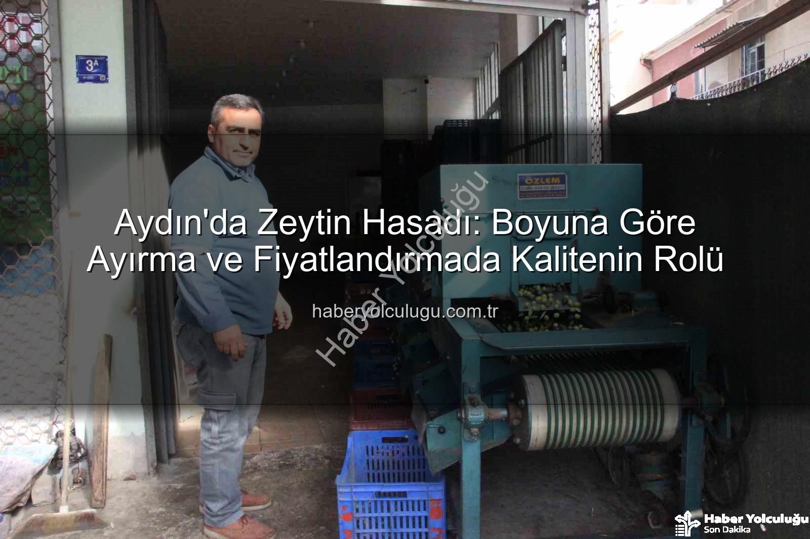 Aydın'da Zeytin Hasadı: Boyuna Göre Ayırma ve Fiyatlandırmada Kalitenin Rolü