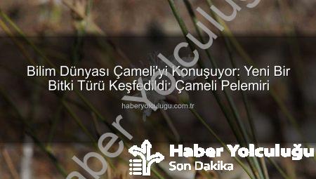 Bilim Dünyası Çameli’yi Konuşuyor: Yeni Bir Bitki Türü Keşfedildi: Çameli Pelemiri
