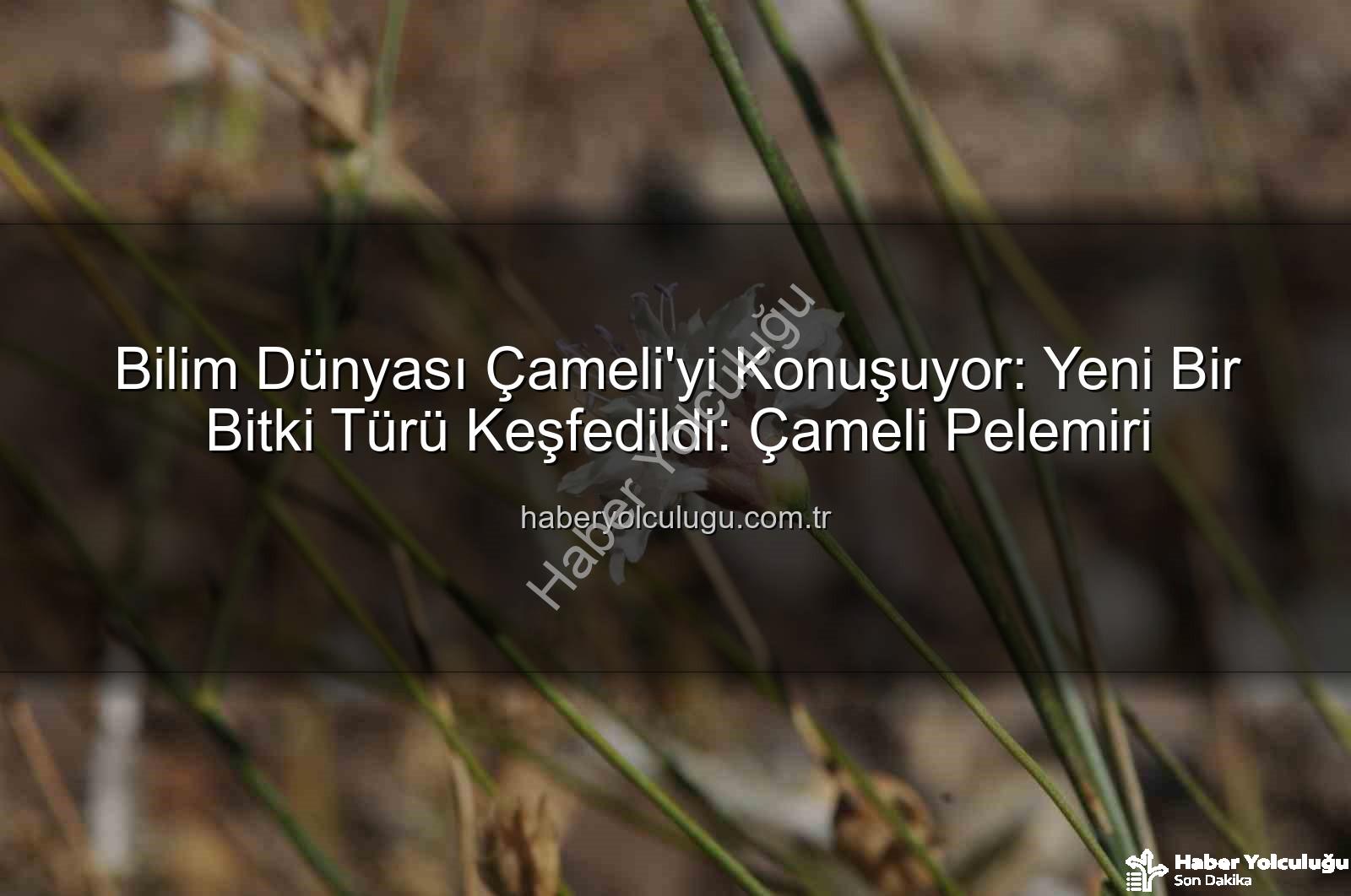 Çameli pelemiri - Bilim Dünyası Çameli'yi Konuşuyor: Yeni Bir Bitki Türü Keşfedildi: Çameli Pelemiri