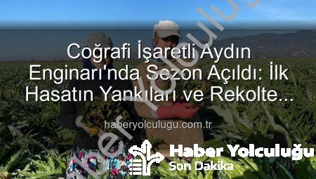 Coğrafi İşaretli Aydın Enginarı’nda Sezon Açıldı: İlk Hasatın Yankıları ve Rekolte Tahminleri