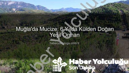 Muğla’da Mucize: 6 Yılda Külden Doğan Yeşil Orman