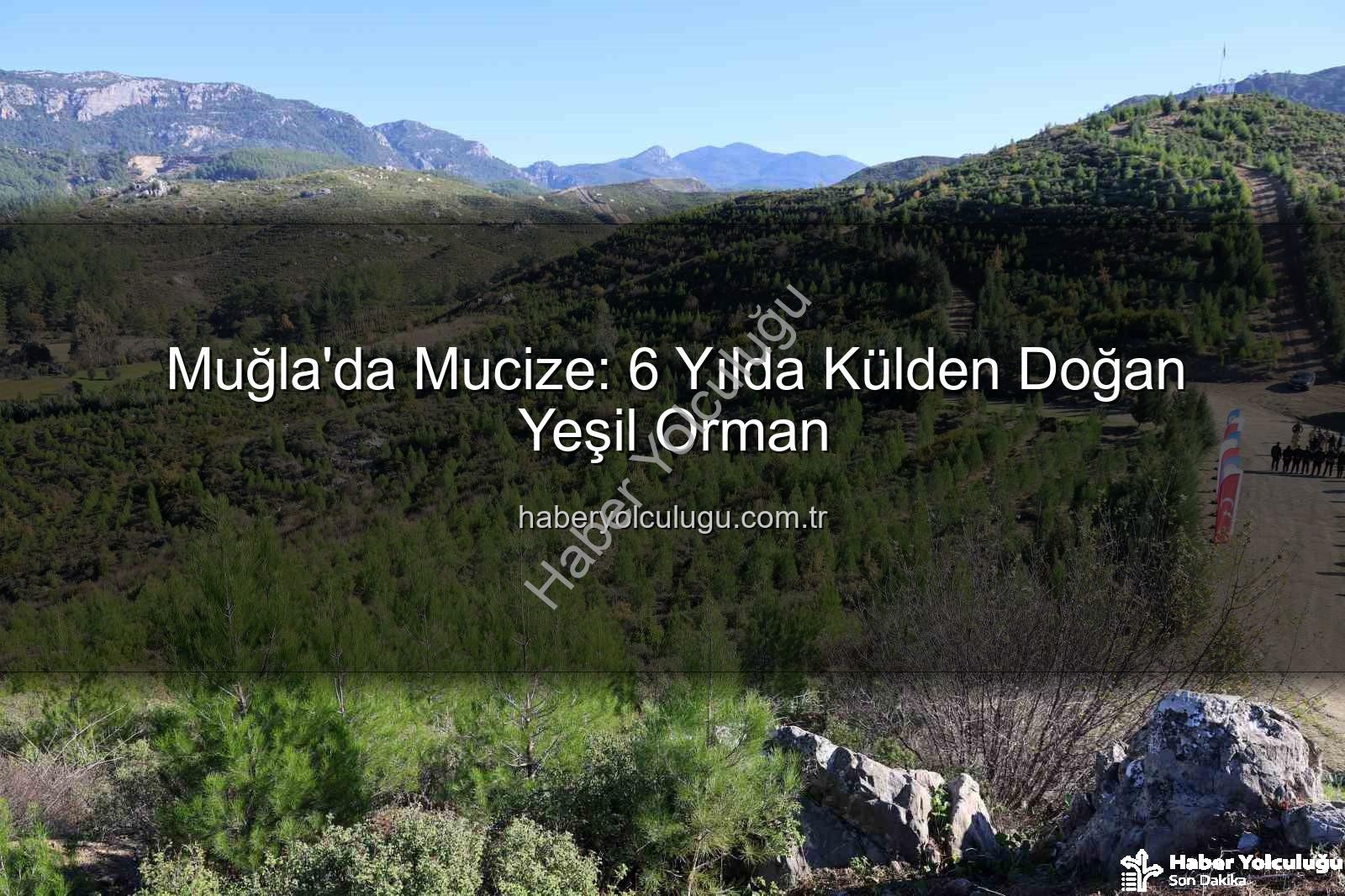 yanan ormanlar yeniden yeşerdi - Muğla'da Mucize: 6 Yılda Külden Doğan Yeşil Orman