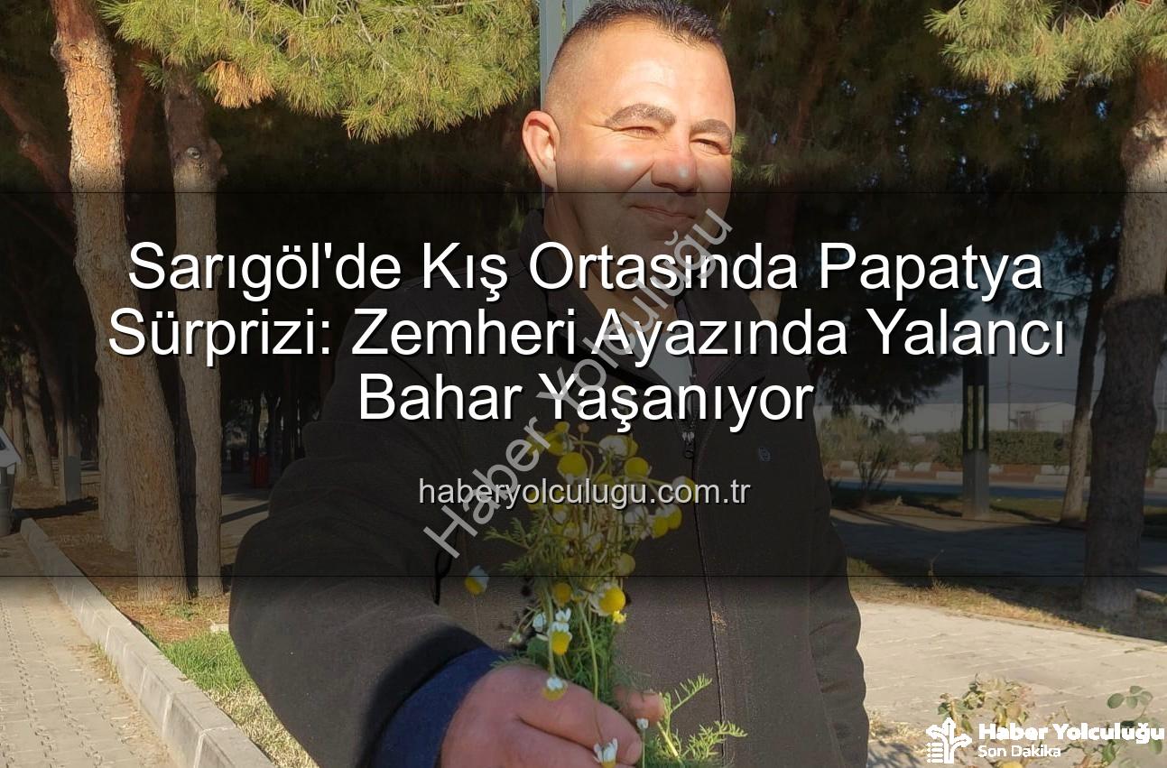 Sarıgöl'de Kış Ortasında Papatya Sürprizi: Zemheri Ayazında Yalancı Bahar Yaşanıyor