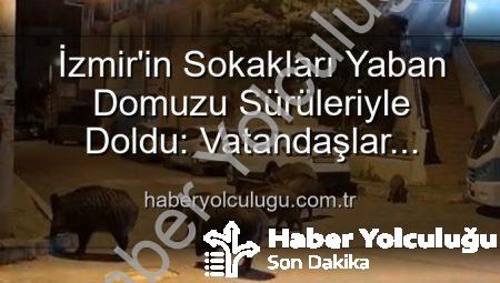 İzmir’in Sokakları Yaban Domuzu Sürüleriyle Doldu: Vatandaşlar Tedirgin, Yetkililere Çağrı Var