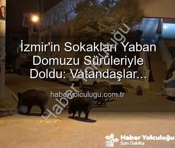 yaban domuzu - İzmir'in Sokakları Yaban Domuzu Sürüleriyle Doldu: Vatandaşlar Tedirgin, Yetkililere Çağrı Var